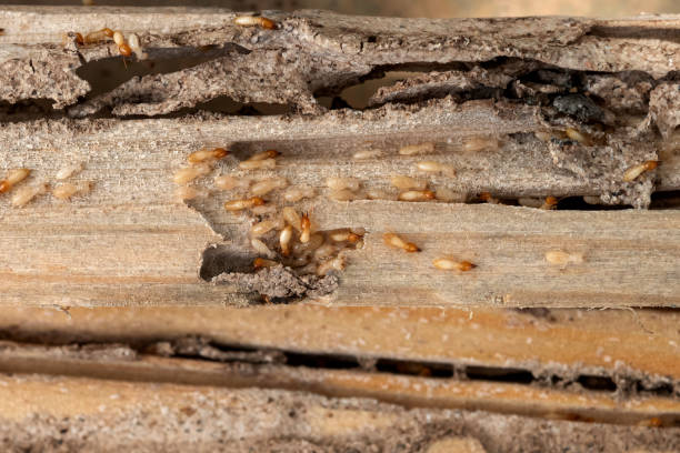 Best Pest Control Near Me in North Middletown, NJ